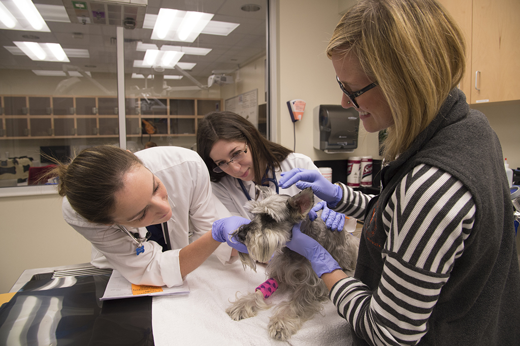 Three people examining a dog