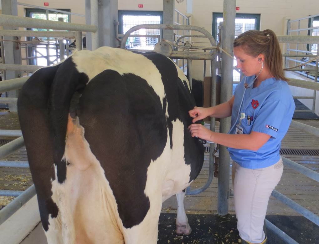 Lauren with Cow (photo by Amanda Struening)