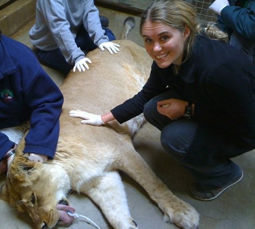 Lion