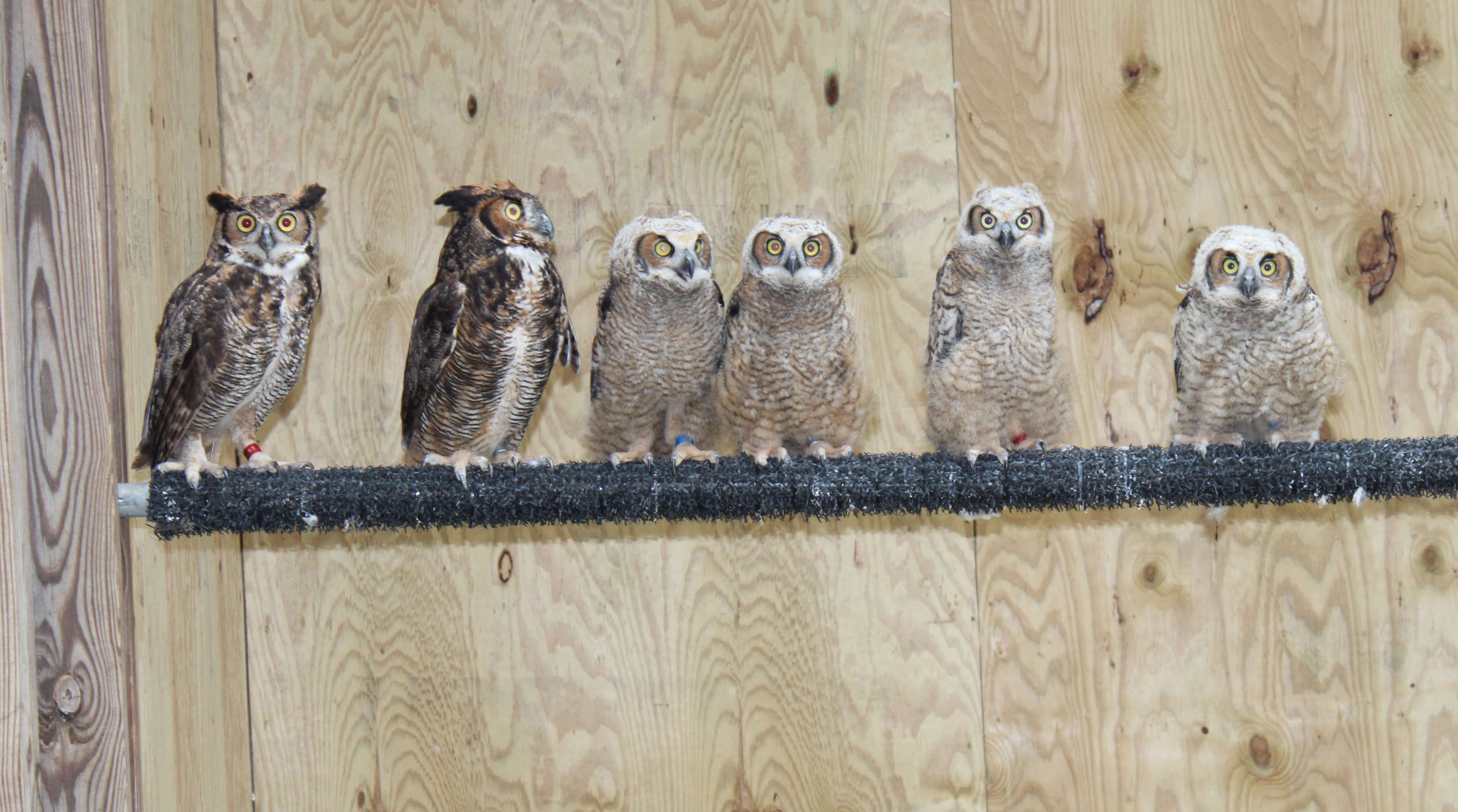 GreatHornedOwls
