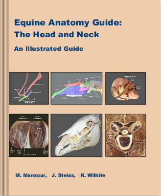 equineanatomy
