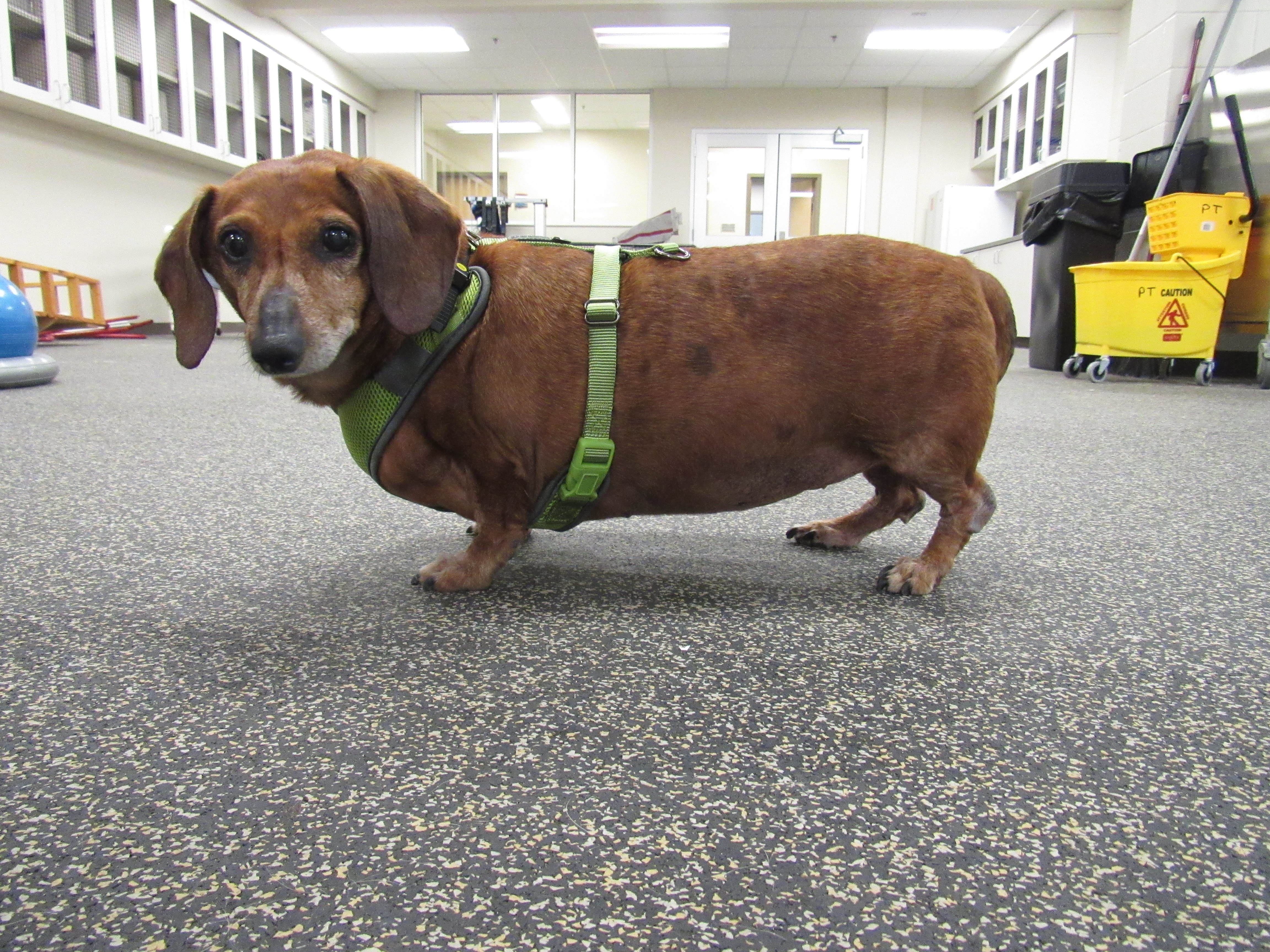 Hope the Dachshund
