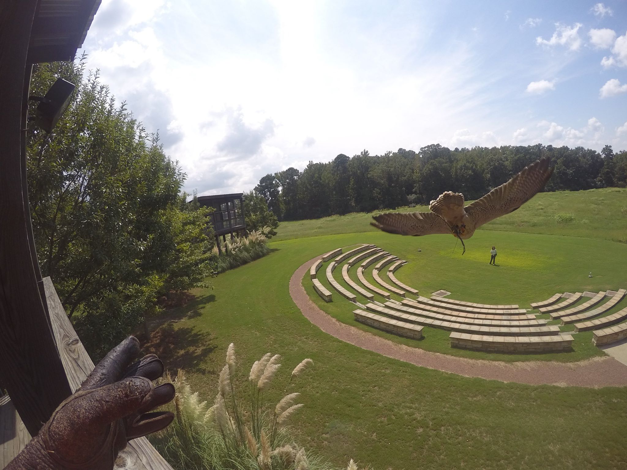 bird in flight
