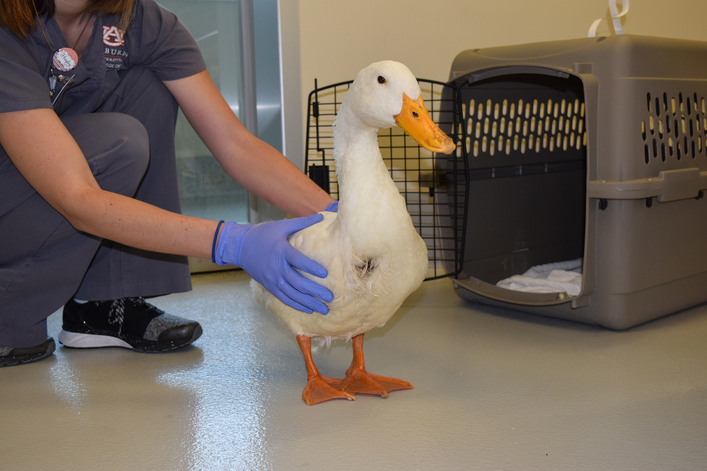 Photo of Chester when he was initially brought into the CVM