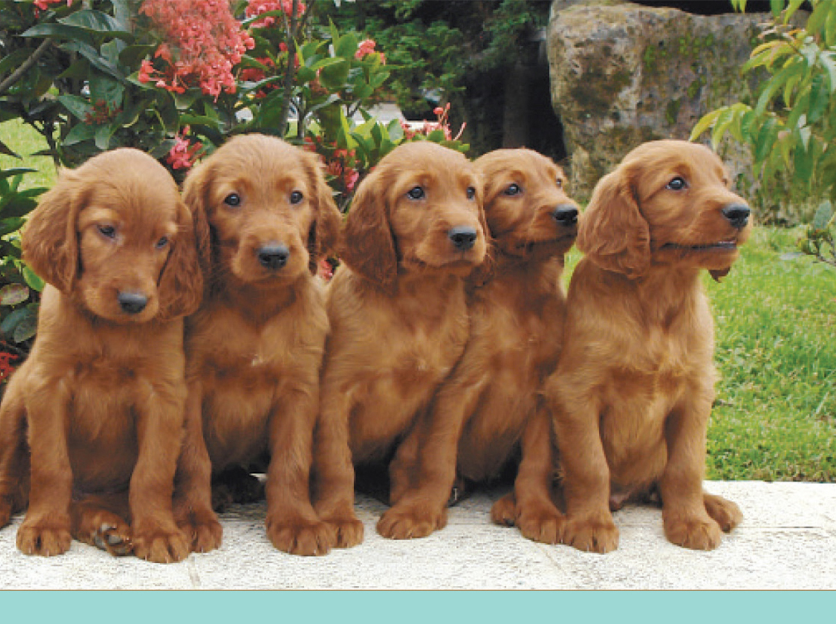 photo of puppies