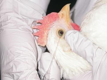 Photo of a Chicken on Dr. Toro's lab