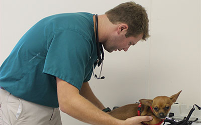 Outreach student examining a dog