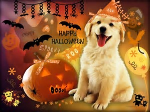 Photo of a puppy with a jackolantern