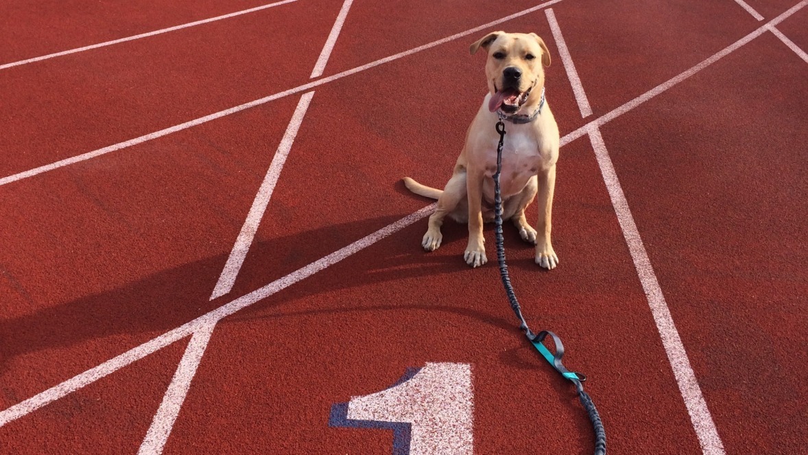 Hansen's faithful running companion, Murphy.