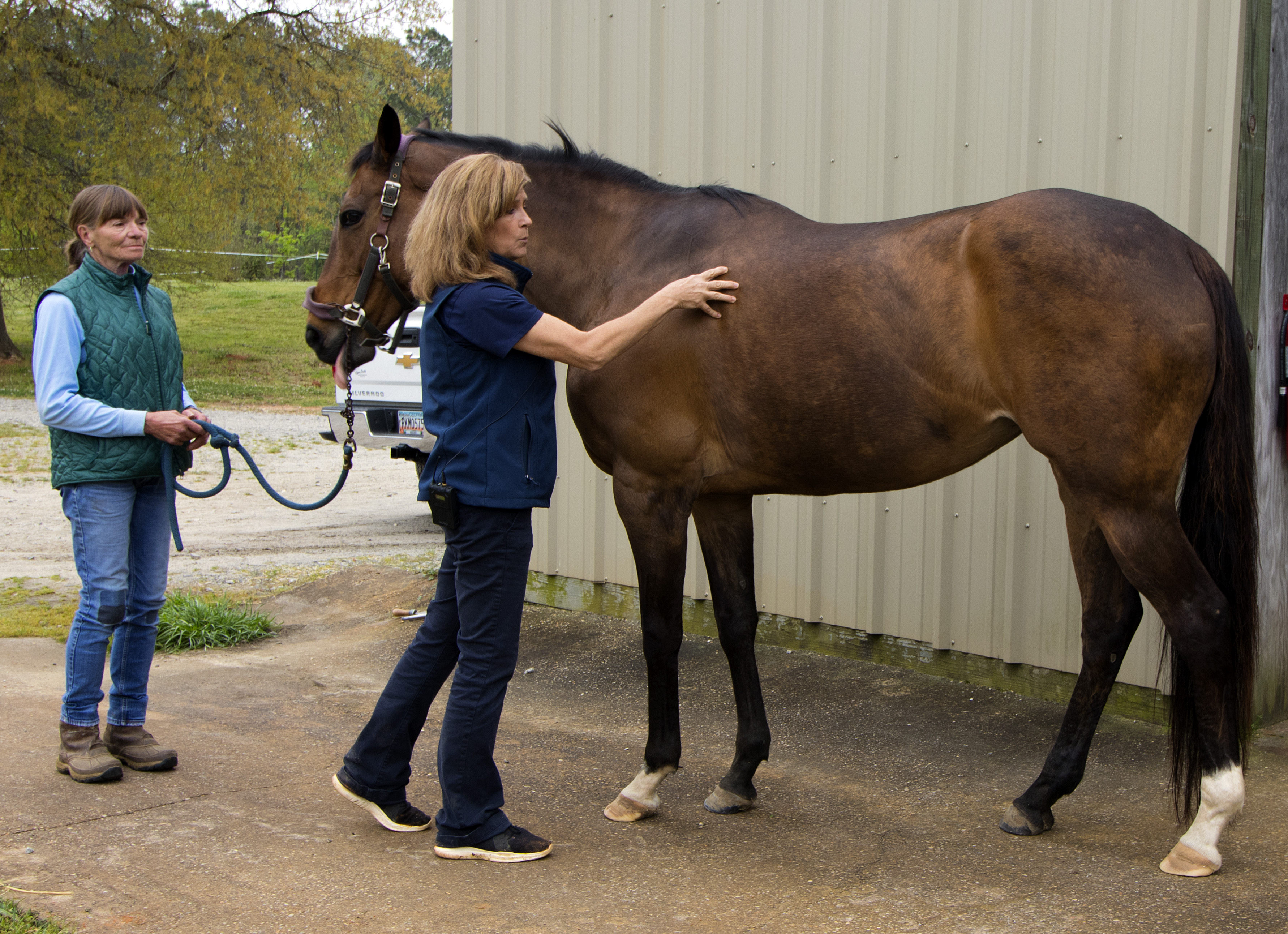 photo of Dr. Taylor examining a horse