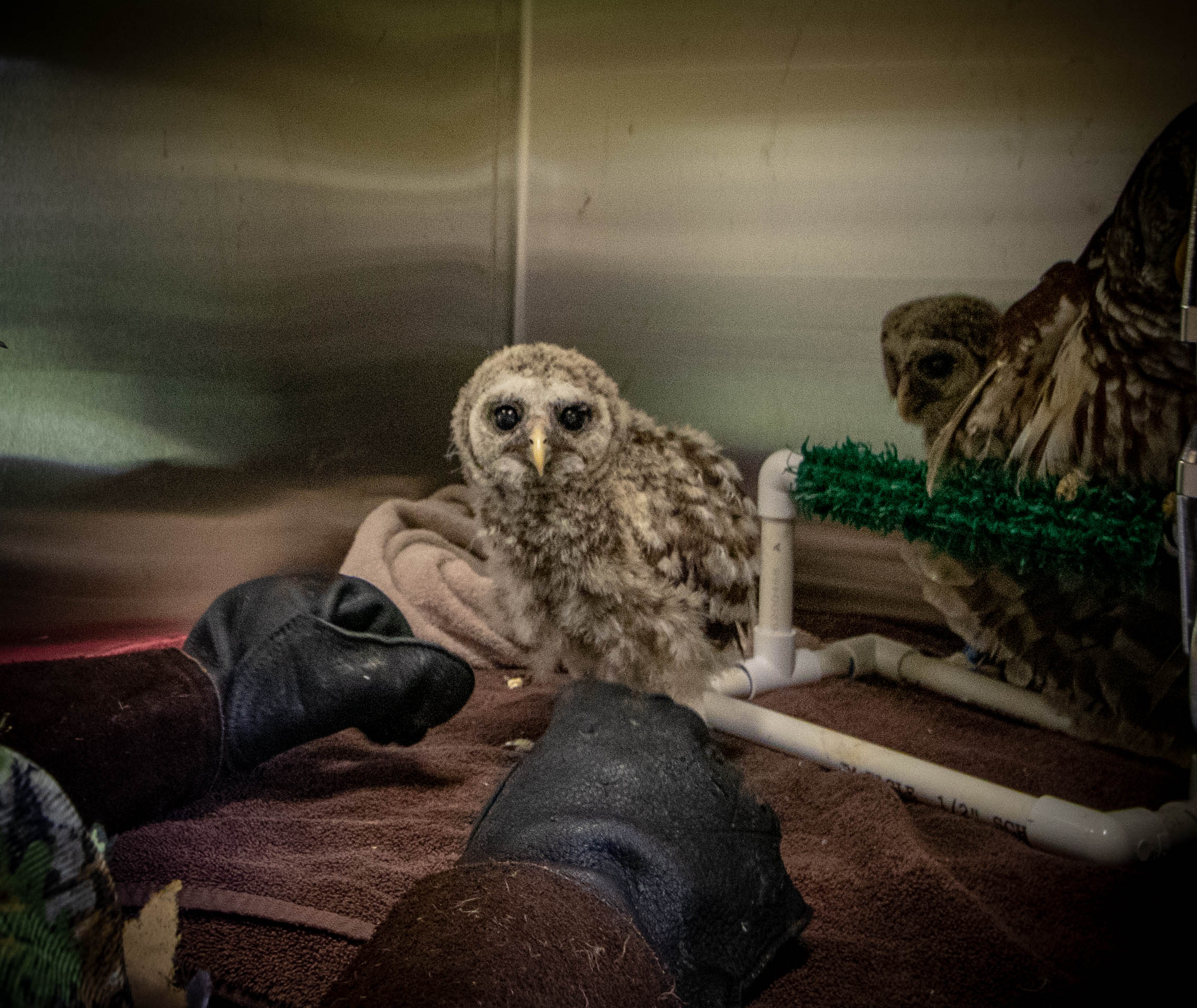 photo of baby owl