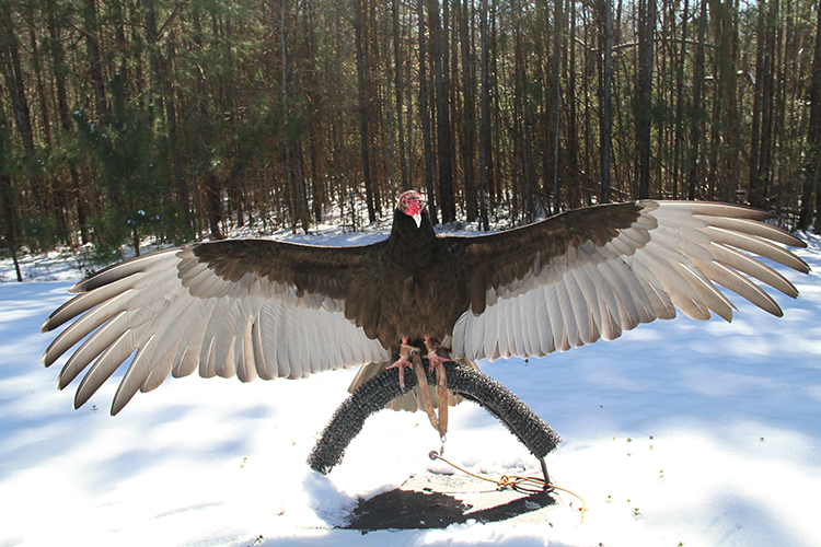 Kramer wings spread