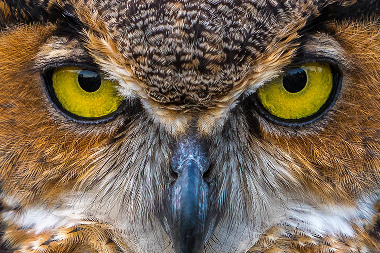 Ophelia eyes