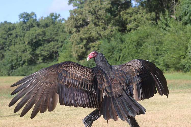 Kramer from the back wings spread