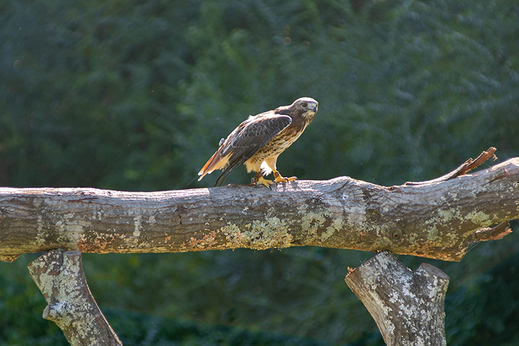 Petey sitting on tree limb