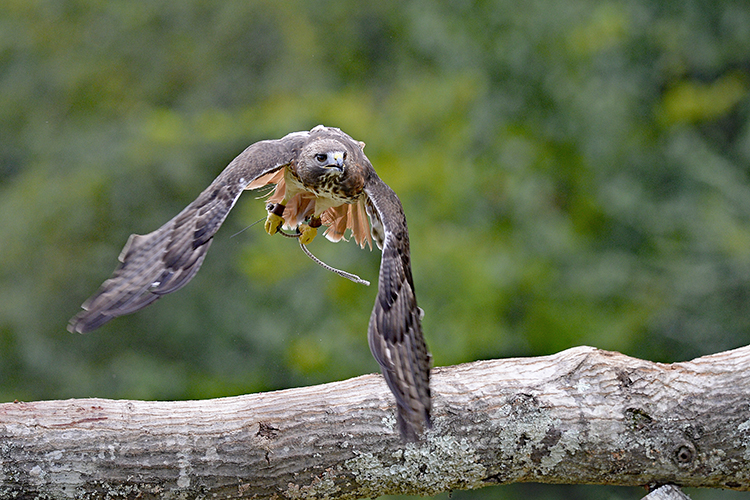Petey flying over tree limb
