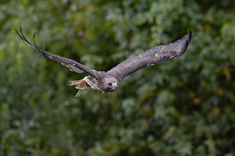 Petey flying by trees
