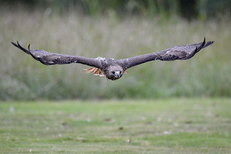 Petey flying over grass