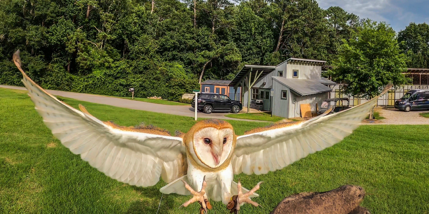 Phantom wings spread