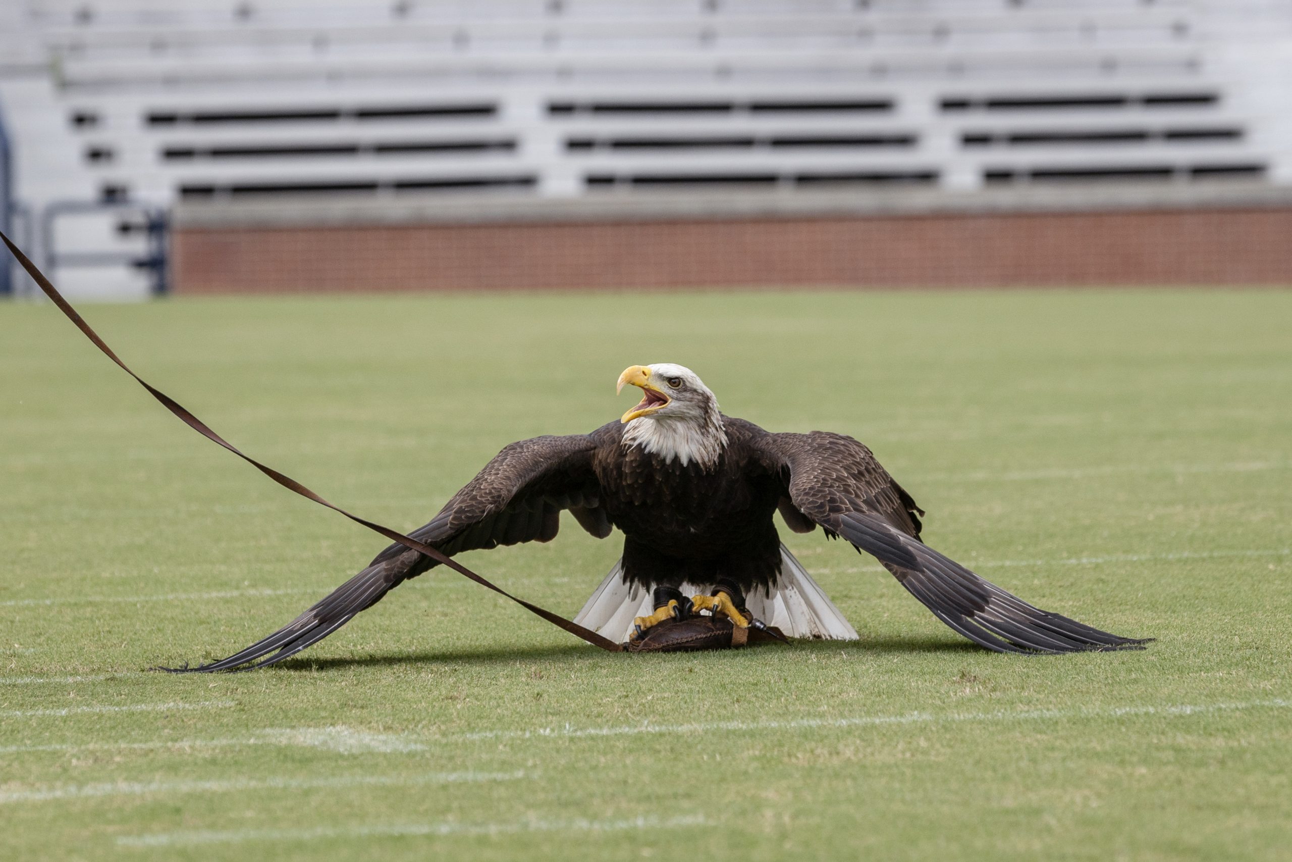 Independence on the field