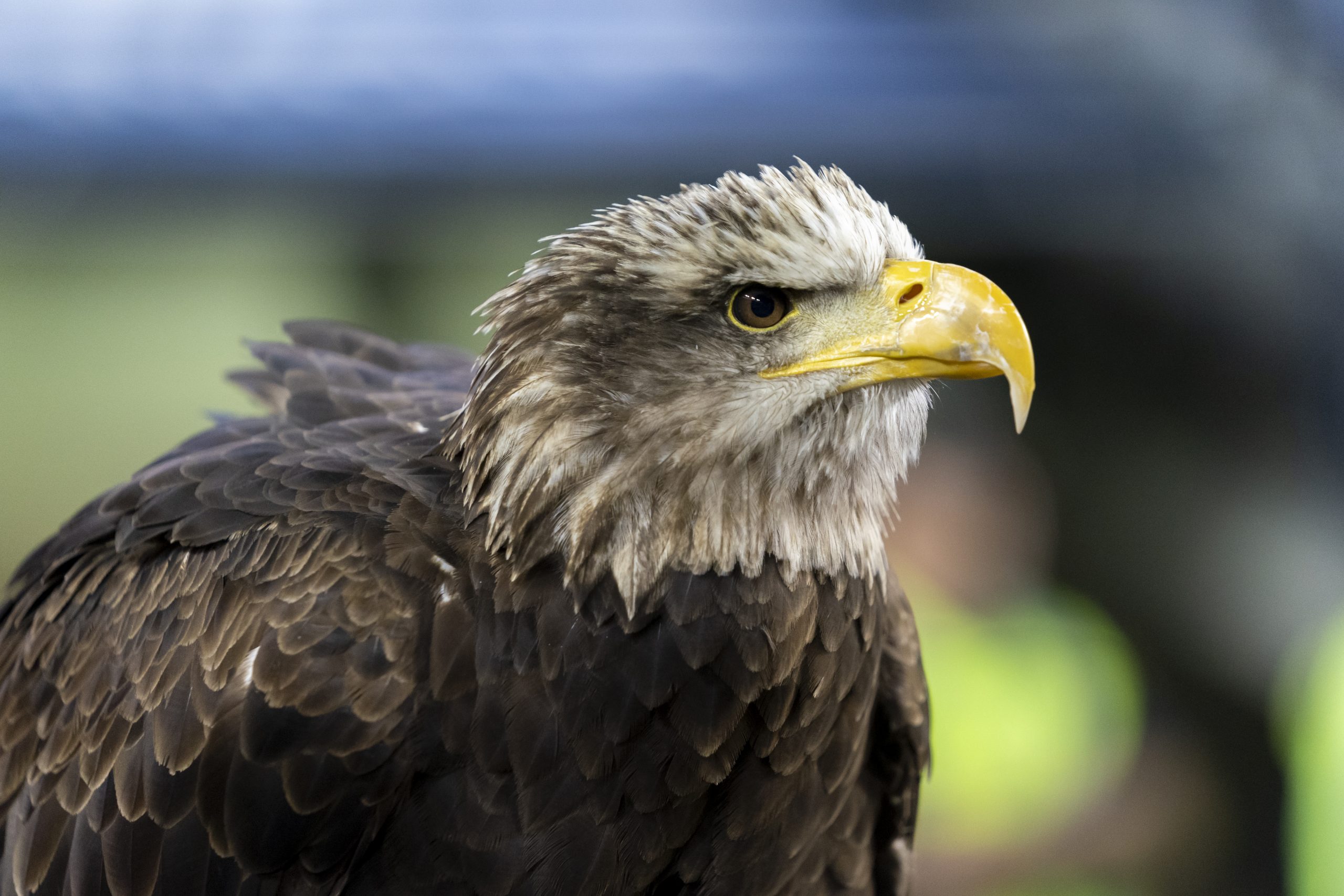 Independence headshot