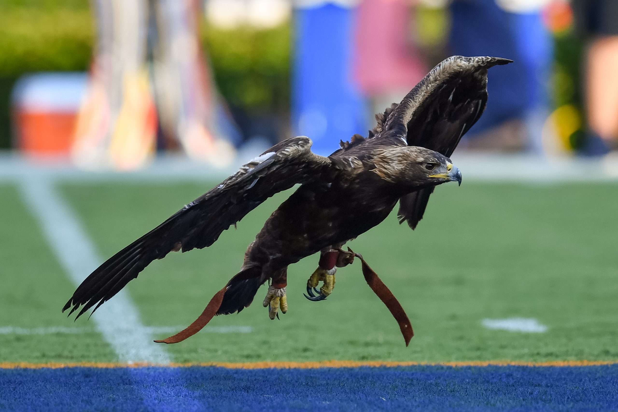 Aurea landing on field