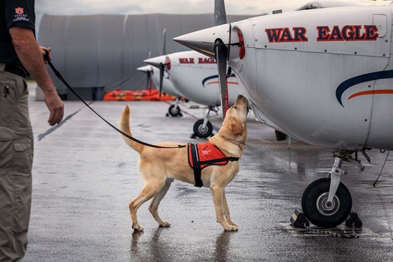 Yellow labrador retriever sniffing nose of airplane