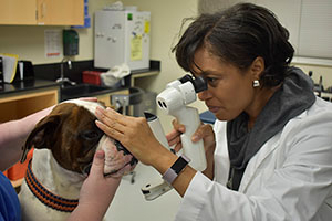 Dr. Boveland examining a dog