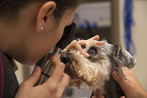 Doctor examining a dog