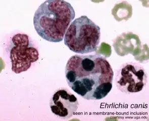 Ehrlichia canis