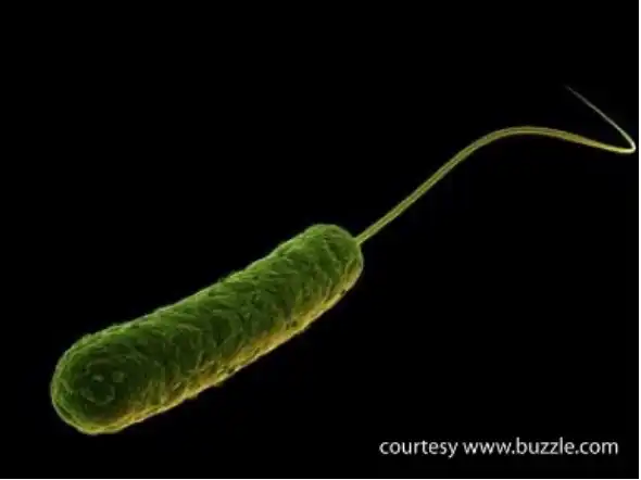 Artistic rendering of a Pseudomonas aeruginosa bacterium.