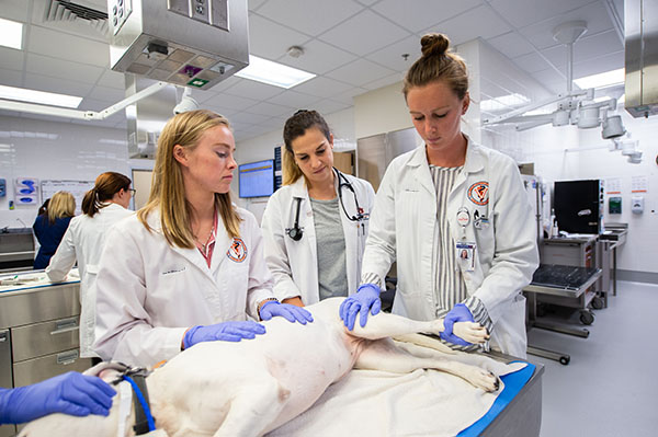 Staff caring for a dog