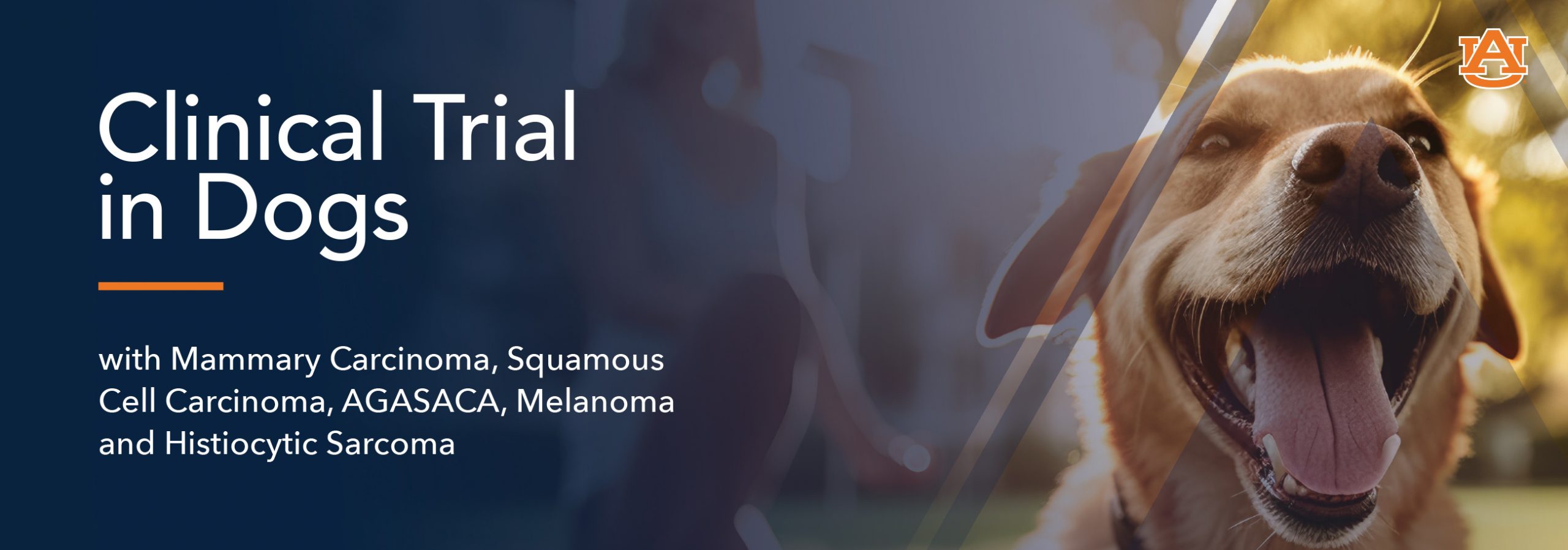 Refer your canine mammary or squamous cell carcinoma, AGASACA, histiocytic sarcoma, and melanoma patients