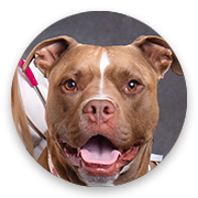 User-Profile-Image