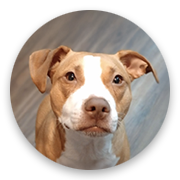 User-Profile-Image