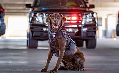 Labrador sitting in front of police vehicle.