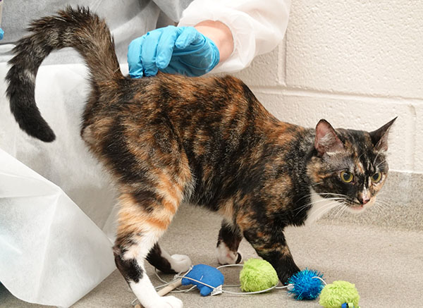 Calico cat