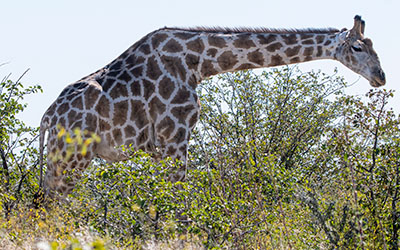 Giraffe