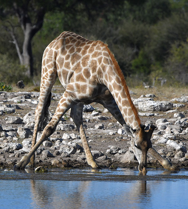 Giraffe drinking from a pond