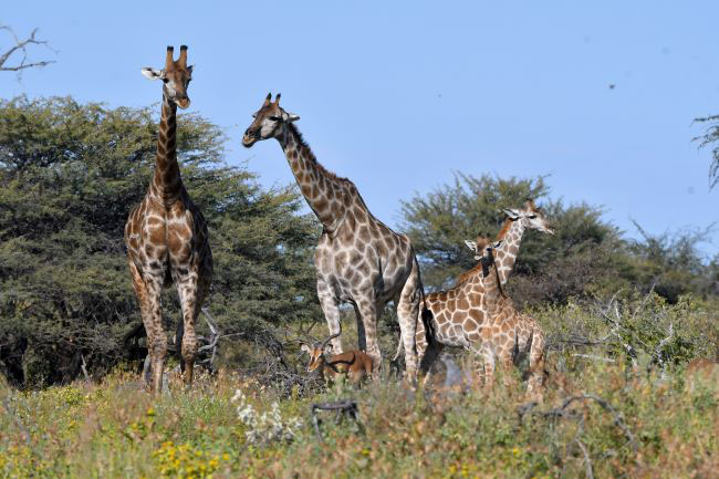 Giraffe family in the wild