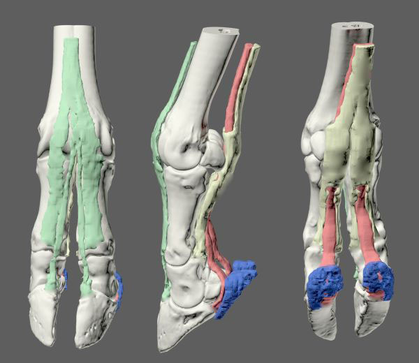 CT image of the lower limbs of a giraffe