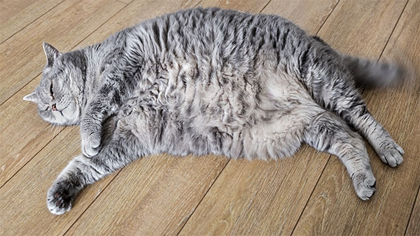 Gray cat