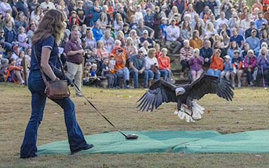 Eagle landing on tarp