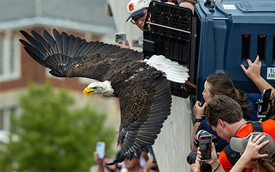 Eagle leaving crate at stadium