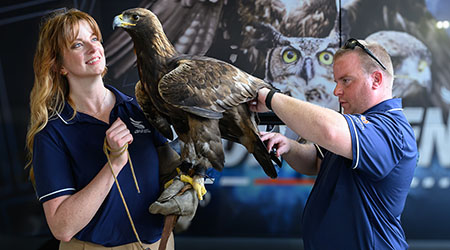 Two handlers and Aura, the golden eagle
