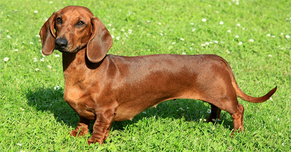 Dachshund