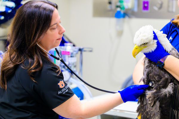 Auburn University Raptor Center Veterinarian Amberly Sokoloff examines a bald eagle.