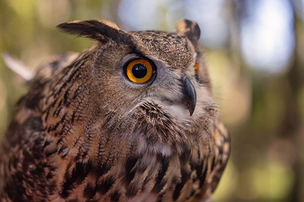 Great horned owl
