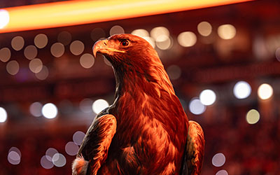 Golden Eagle