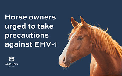 Horse owners urged to take precautions against EHV-1